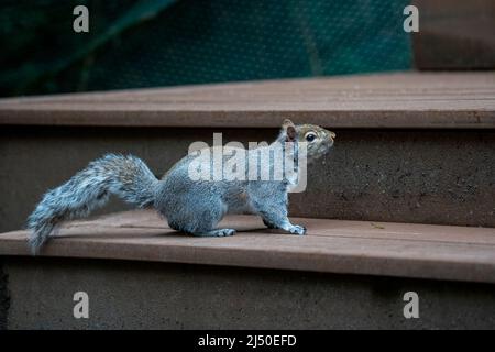 Issaquah, Washington, USA.   Western Grey Squirrel standing on a step to a deck Stock Photo