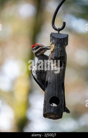 Issaquah, Washington, USA.   Female Pileated Woodpecker eating from a log suet feeder. Stock Photo