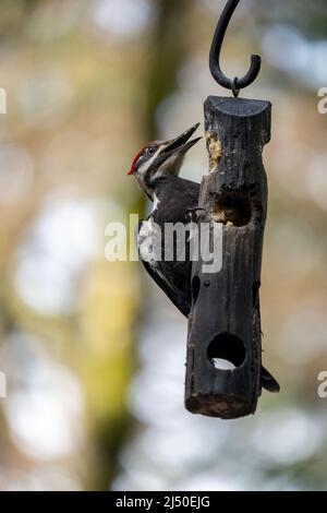 Issaquah, Washington, USA.   Female Pileated Woodpecker eating from a log suet feeder. Stock Photo