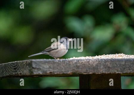 Issaquah, Washington, USA.   Male Dark-eyed Junco eating birdseed on a platform feeder Stock Photo