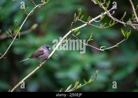 Issaquah, Washington, USA.   Female Dark-eyed Junco in a tree in springtime Stock Photo