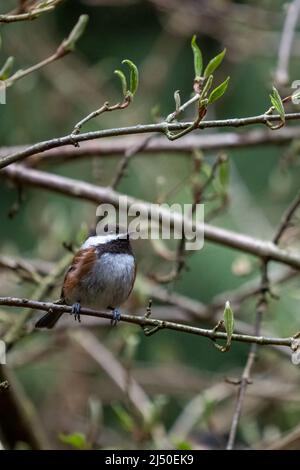 Issaquah, Washington, USA.   Chestnut-backed Chickadee in a tree in springtime Stock Photo