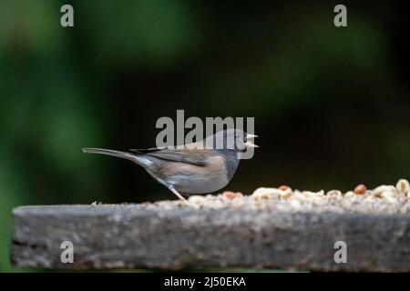 Issaquah, Washington, USA.  Female Dark-eyed Junco eating birdseed on a platform feeder Stock Photo