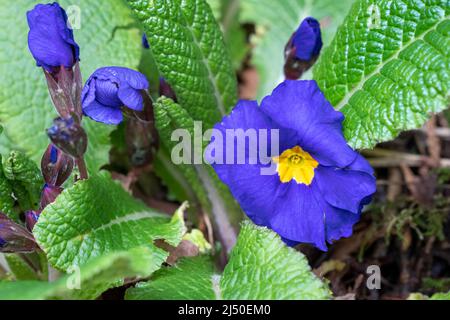 Issaquah, Washington, USA.   Purple primrose flower in bloom Stock Photo