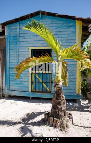 A beach house in the Dominican Republic and a small palm tree. Tropical House. Stock Photo
