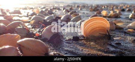 A coarse dosinia clam (Dosinia anus) is backlit on the beach amid  many triangular trough clams (Crassula aequilatera). Low tide at Raumati Beach, NZ. Stock Photo