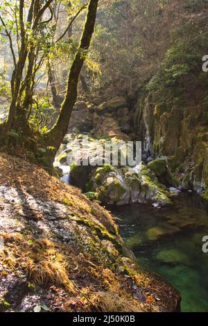 Kikuchi Gorge, early morning, Kumamoto Prefecture, Japan Stock Photo - Alamy