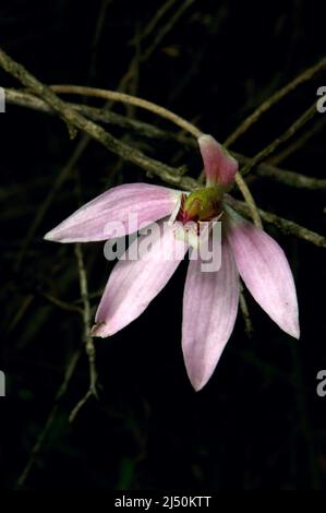 Finger Orchids come in a few different colours - these pink ones are Caladenia Carnea, or Pink Fingers. Baluk Willam Reserve in Belgrave, Victoria. Stock Photo