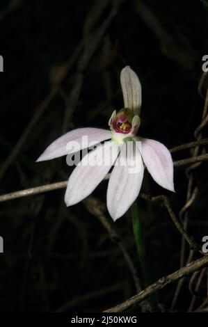 Finger Orchids come in a few different colours - these pink ones are Caladenia Carnea, or Pink Fingers. Baluk Willam Reserve in Belgrave, Victoria. Stock Photo