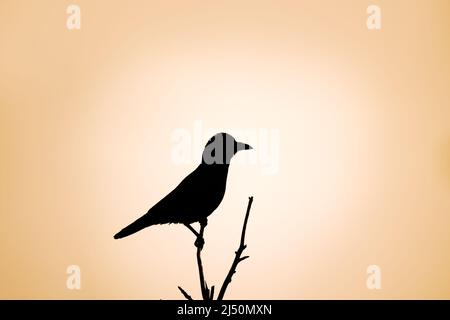 Silhouette of a Carrion Crow (Corvus corone) perched in a tree with a pale sky Stock Photo