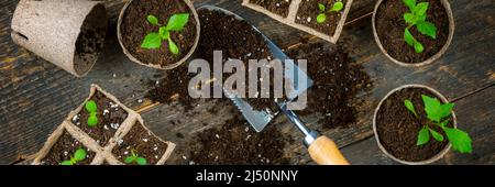 Transplanting flower seedlings into biodegradable peat moss pots. Zero waste, recycling, plastic free, gardening concept. Top view banner. Stock Photo