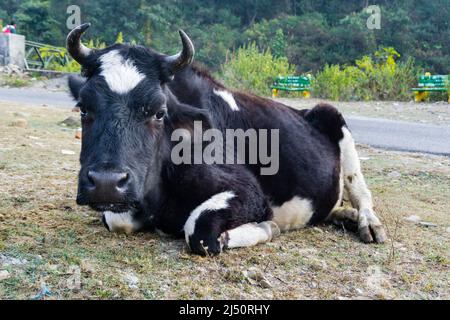 A close up shot of a Holstein Friesian cow with horns and a white patch on the forehead. Stock Photo