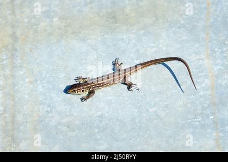 A gray lizard basks in the sun on a sheet of iron Stock Photo