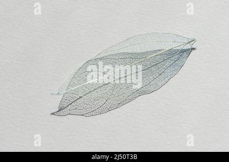 Decorative transparent white skeleton leaf with beautiful shadow isolated on white background