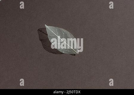 Decorative transparent white skeleton leaf with beautiful shadow isolated on dark brown background