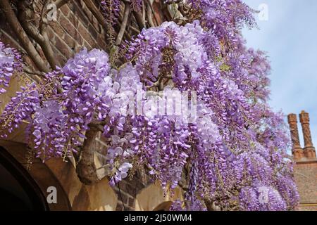 Well established wisteria growing on the wall of an old building. Stock Photo