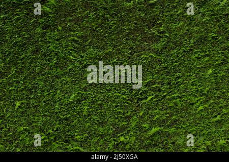 A green conifer hedge (Coniferophyta) Stock Photo