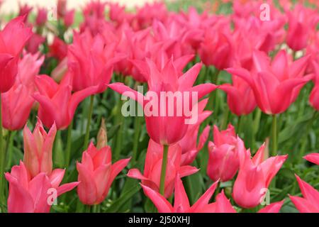 Hot pink single lily flowered tulip 'Pretty Woman' in flower Stock Photo