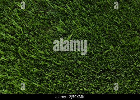 A green conifer hedge (Coniferophyta) Stock Photo