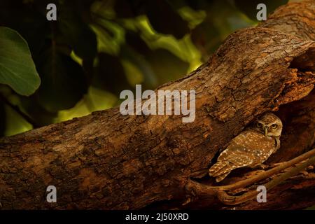 Spotted owlet, Athene brama, rare bird from Asia. India beautiful owl in the nature forest habitat. Bird from Ranthambore. Owl sitting on tree in the Stock Photo