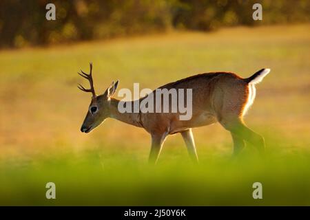 Pampas Deer Ozotoceros Bezoarticus Sitting In The Green Grass pampas-deer-ozotoceros-bezoarticus-sitting-in-the-green-grass