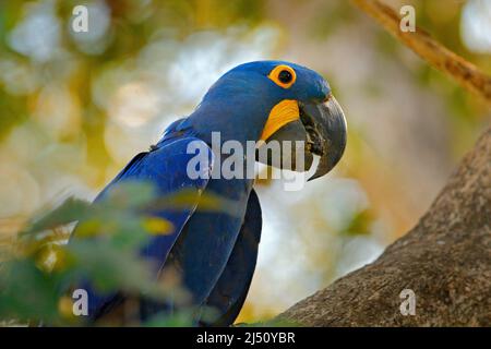 Detail portrait of beautiful big blue parrot in nature habitat. Macaw in nest hole. Nesting behaviour. Hyacinth Macaw, Anodorhynchus hyacinthinus, in Stock Photo