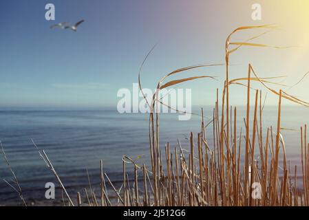 beautiful soft nature background or wallpaper, golden reed against shallow blue sea and clear blue sky Stock Photo