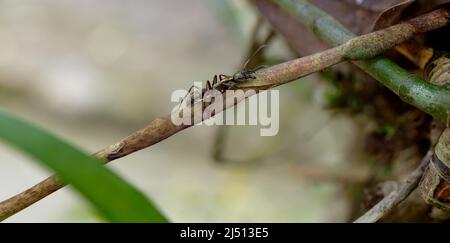 Close up of an ant on plant Stock Photo