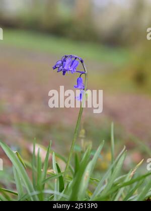 Single bluebell isolated from background Stock Photo