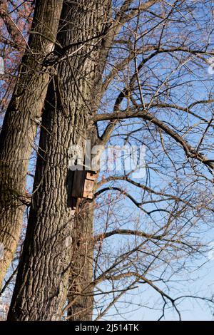 bird shelter on old poplar tree Stock Photo
