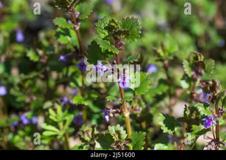 ground-ivy, glechoma hederacea flowers closeup selective focus Stock Photo