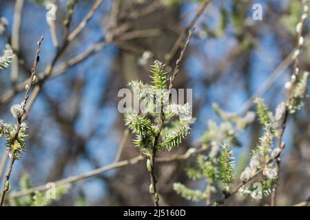 spring goat willow female catkins closeup selective focus Stock Photo