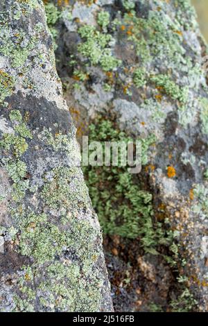 Edge of the rock is covered with old lichen and moss. Selective focus on edge of stone. Vertical image. Stock Photo