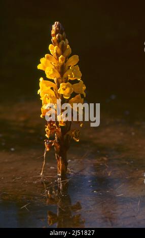 Cistanche phelypaea or Cistanche phelipaea is a species of plant in the family Orobanchaceae. Broomrape. Stock Photo