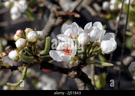 Pyrus communis. Pear; Variety -; Pitmaston Duchess.Pitmaston Duchesse, Stock Photo
