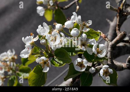 Pyrus communis. Pear; Beurre Hardy' Stock Photo
