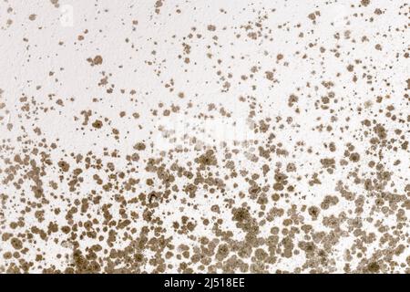 Ugly fungal mold spots growing on white room wall Stock Photo