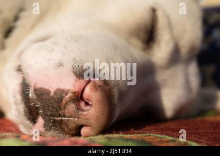 A close up shot of nose of a sleeping white dog with eyes closed. Stock Photo