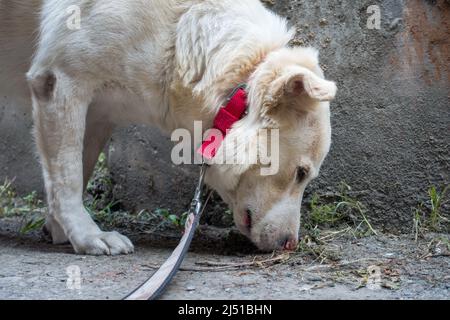 A close up shot of a white himalayan dog on a leah sniffing around. Stock Photo