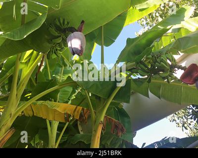 Banana tree in near plan Stock Photo