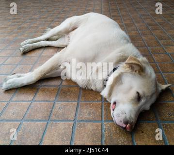 A close-up shot of a white Himalayan shepherd sleeping dog in an Indian household. Stock Photo