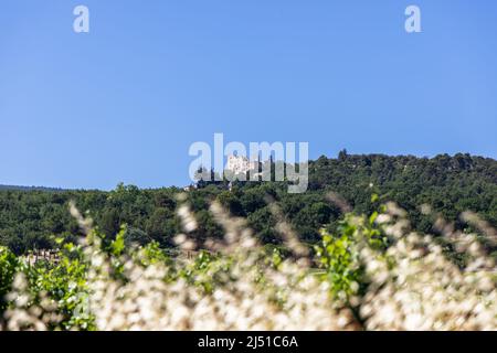 Ruins of Chateau de Lacoste (Carrieres du chateau du Marquis de Sade) are visible on hill behind dense forest, vineyard. Vaucluse, France Stock Photo