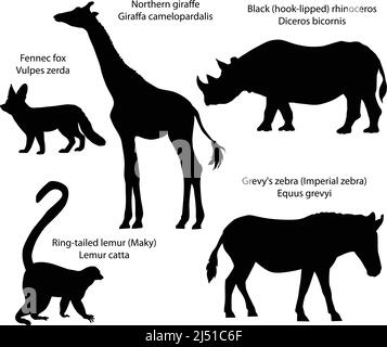 Collection of silhouettes of animals living in Africa: northern giraffe, black rhinoceros, Grevy's zebra, ring-tailed lemur, fennec fox Stock Vector