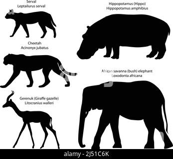Collection of silhouettes of animals living in the territory of Africa: serval, cheetah, gerenuk, hippopotamus, african savanna elephant Stock Vector