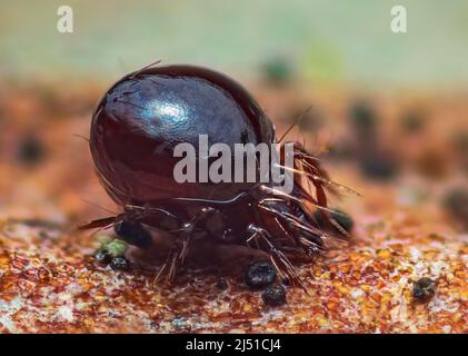 Close up of Beetle Mite also known as oribatid mites Stock Photo