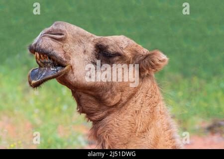 Domesticated Camel pursing lips, Western Australia, WA, Australia Stock Photo