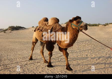 Camel in harness in the desert on a sunny day Stock Photo