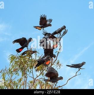 Flock of Red-tailed Black Cockatoos (Calyptorhynchus banksii) perched on treetop, Western Australia, WA, Australia Stock Photo