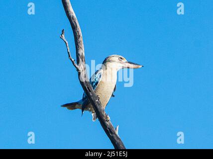 Blue-winged Kookaburra (Dacelo leachii) perched on a branch, Parry's Farm near Wyndham, Western Australia, WA, Australia Stock Photo