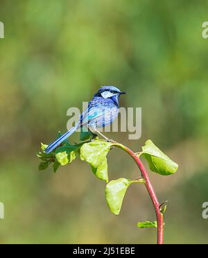 Splendid Fairy-wren (Malurus splendens) perched on foliage, Byford, Western Australia, WA, Australia Stock Photo